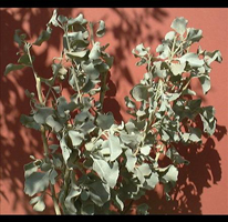 atriplex lentiformis 